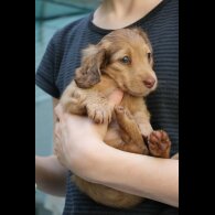 Dachshund (Standard &amp; Miniature) - Both