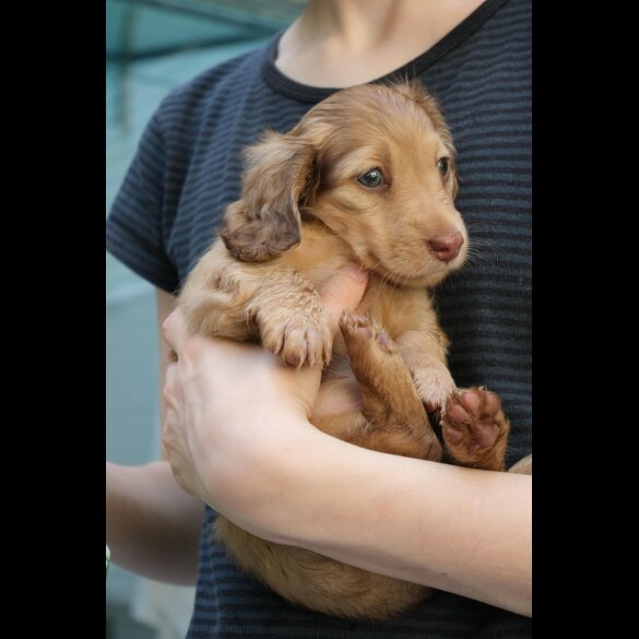 Dachshund (Standard &amp; Miniature) - Both