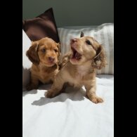 Dachshund (Standard &amp; Miniature) - Both