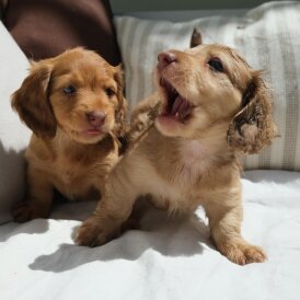 Dachshund (Standard &amp; Miniature) - Both