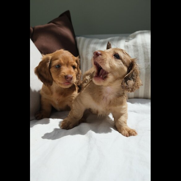 Dachshund (Standard &amp; Miniature) - Both