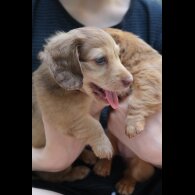 Dachshund (Standard &amp; Miniature) - Both