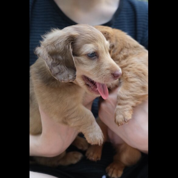 Dachshund (Standard &amp; Miniature) - Both