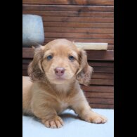 Dachshund (Standard &amp; Miniature) - Both