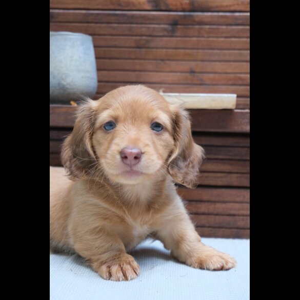 Dachshund (Standard &amp; Miniature) - Both