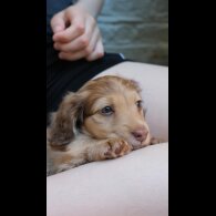 Dachshund (Standard &amp; Miniature) - Both