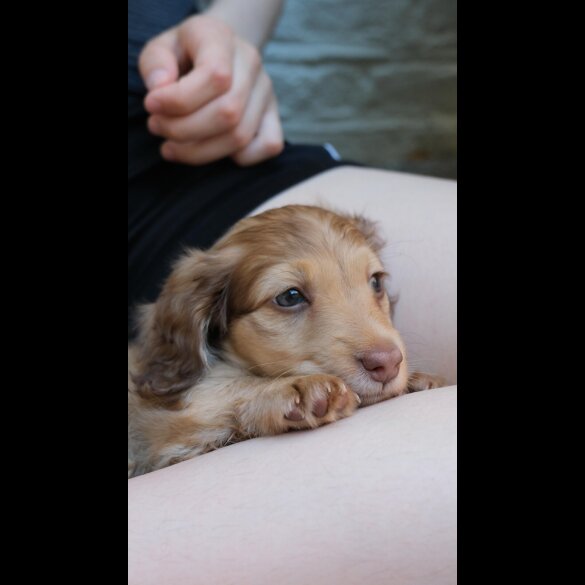 Dachshund (Standard &amp; Miniature) - Both