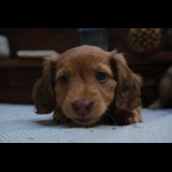 Dachshund (Standard &amp; Miniature) - Both