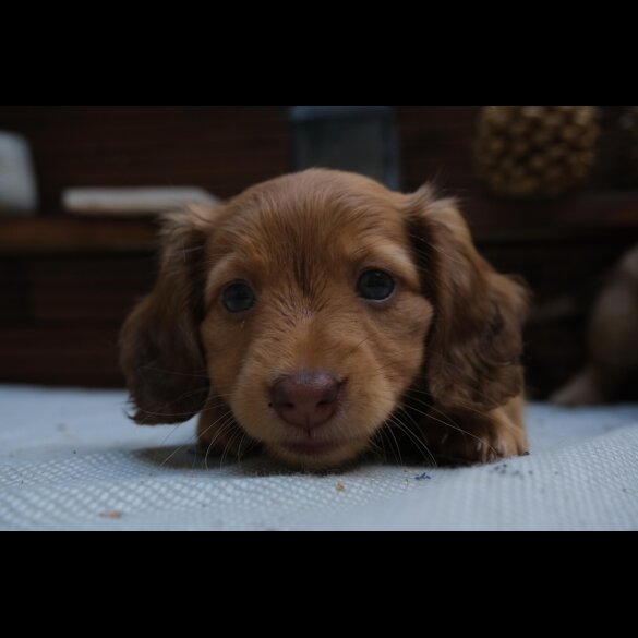 Dachshund (Standard &amp; Miniature) - Both
