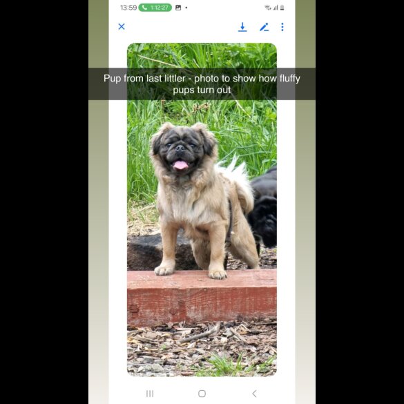 Pug - Both