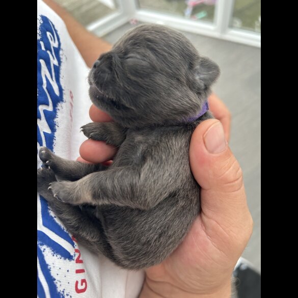 Pug - Both