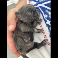 Pug - Both