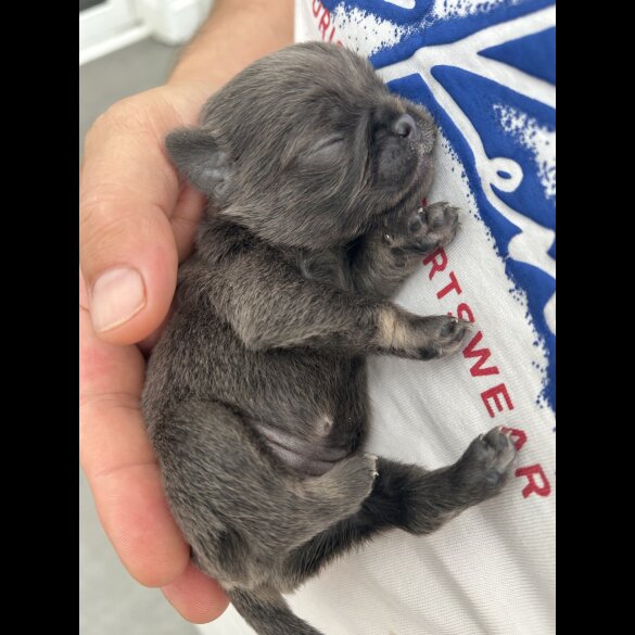 Pug - Both