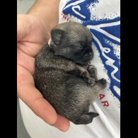 Pug - Both