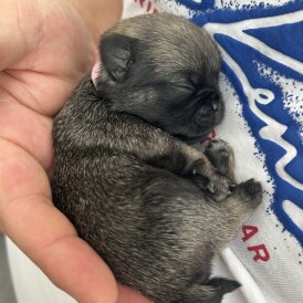 Pug - Both