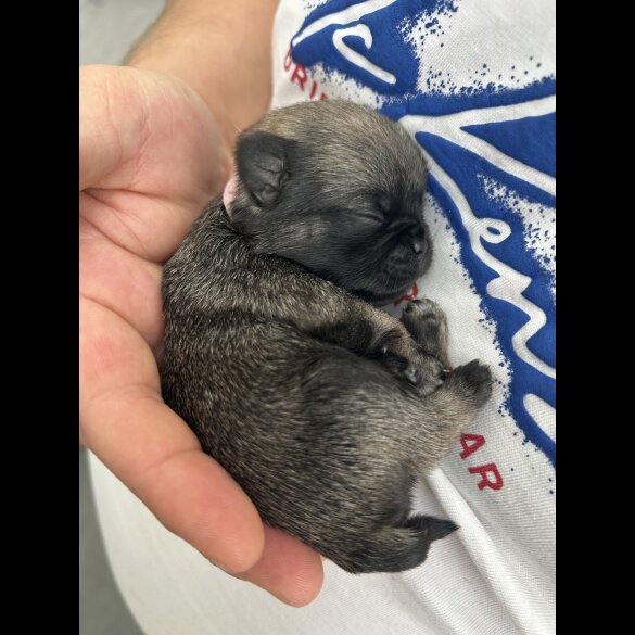 Pug - Both
