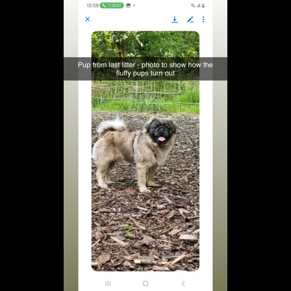Pug - Both