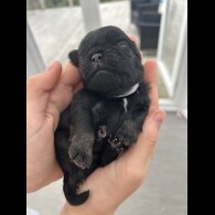 Pug - Both
