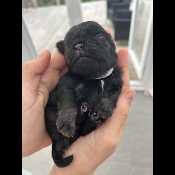 Pug - Both