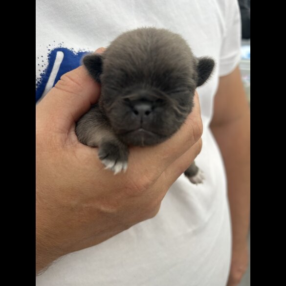 Pug - Both