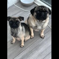 Pug - Both