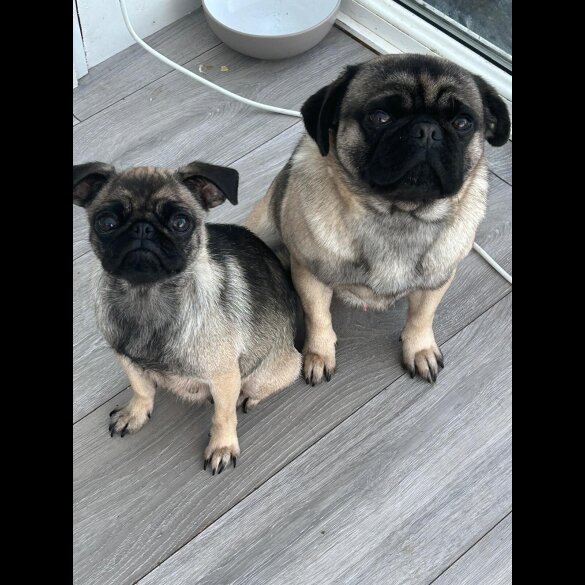 Pug - Both