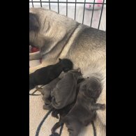 Pug - Both