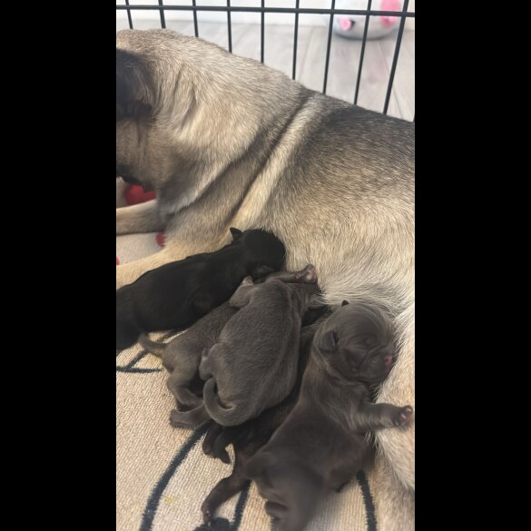 Pug - Both