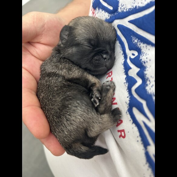 Pug - Both