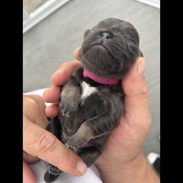 Pug - Both