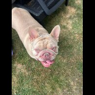 French Bulldog - Both