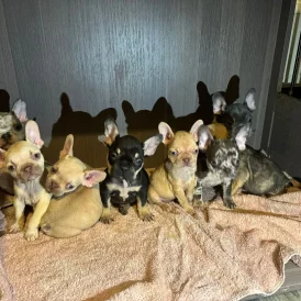French Bulldog - Both