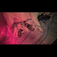 French Bulldog - Both