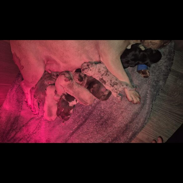 French Bulldog - Both