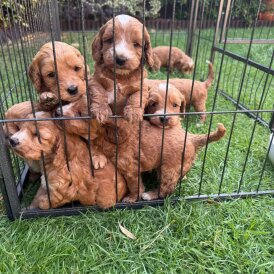 Cockapoo - Both