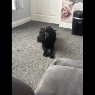 Cockapoo - Dogs