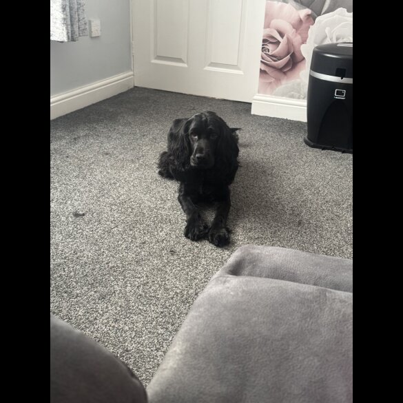 Cockapoo - Dogs