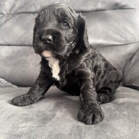 Cockapoo - Dogs