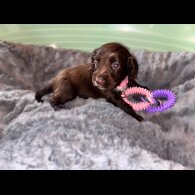 Sprocker Spaniel - Both