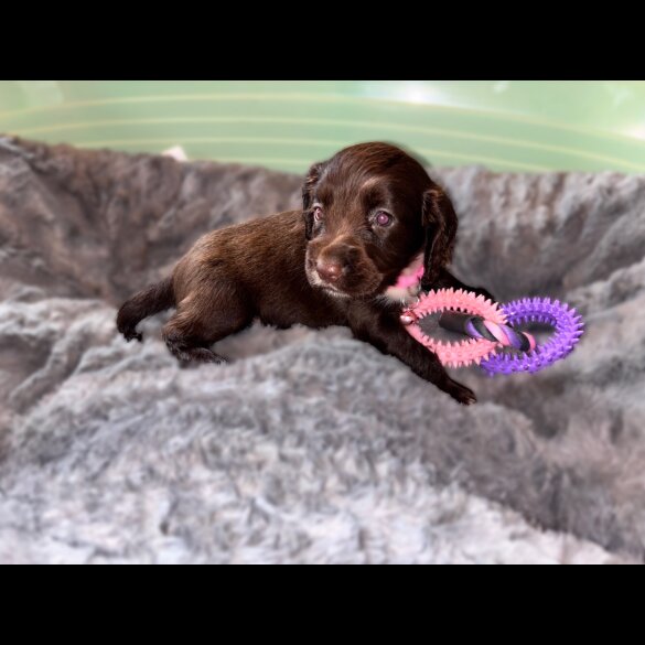 Sprocker Spaniel - Both