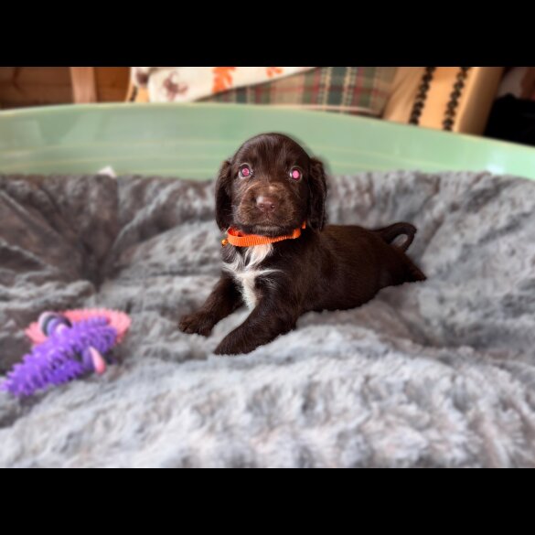 Sprocker Spaniel - Both