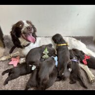 Sprocker Spaniel - Both