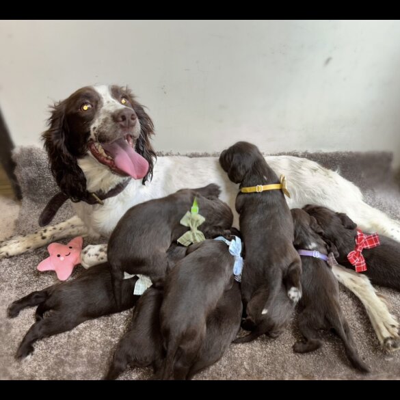 Sprocker Spaniel - Both