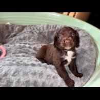 Sprocker Spaniel - Both
