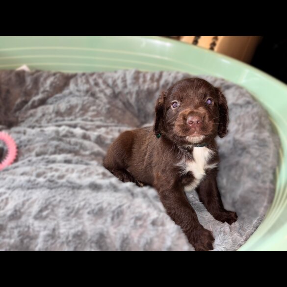 Sprocker Spaniel - Both