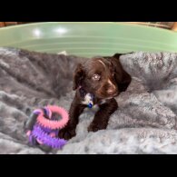 Sprocker Spaniel - Both