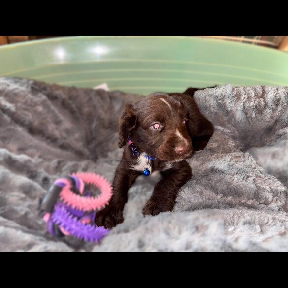 Sprocker Spaniel - Both