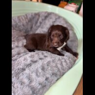 Sprocker Spaniel - Both