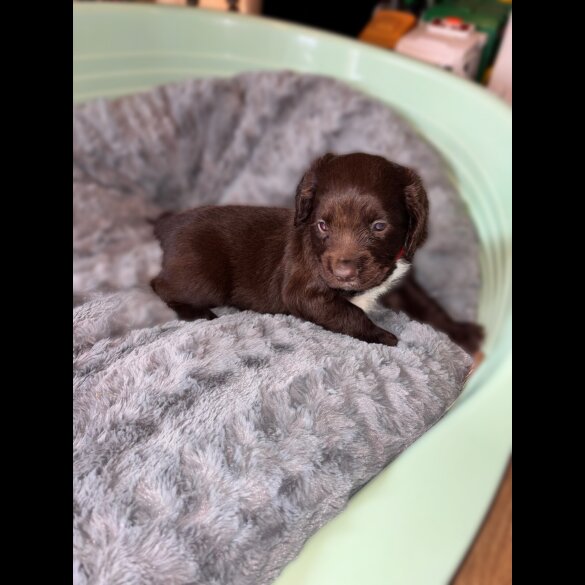 Sprocker Spaniel - Both