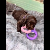 Sprocker Spaniel - Both